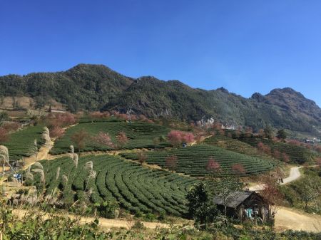 Hình ảnh cho danh mục Sapa trekking